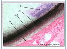 Pigmented rat