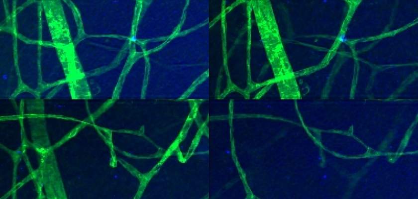 Rat retina