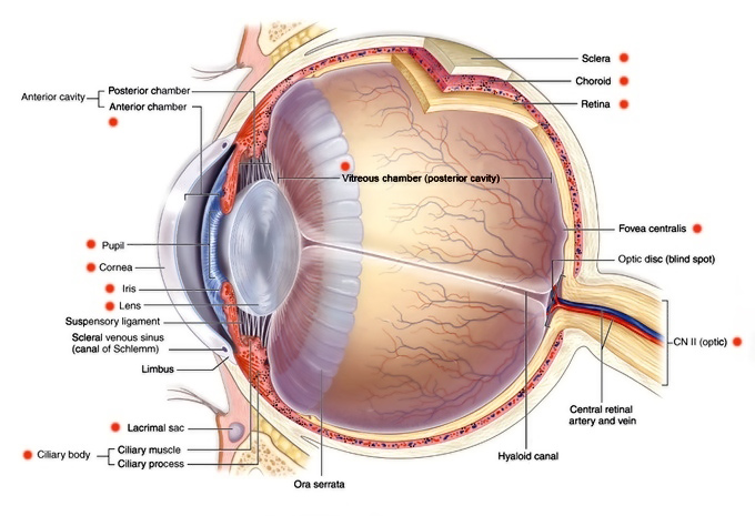 eye structures