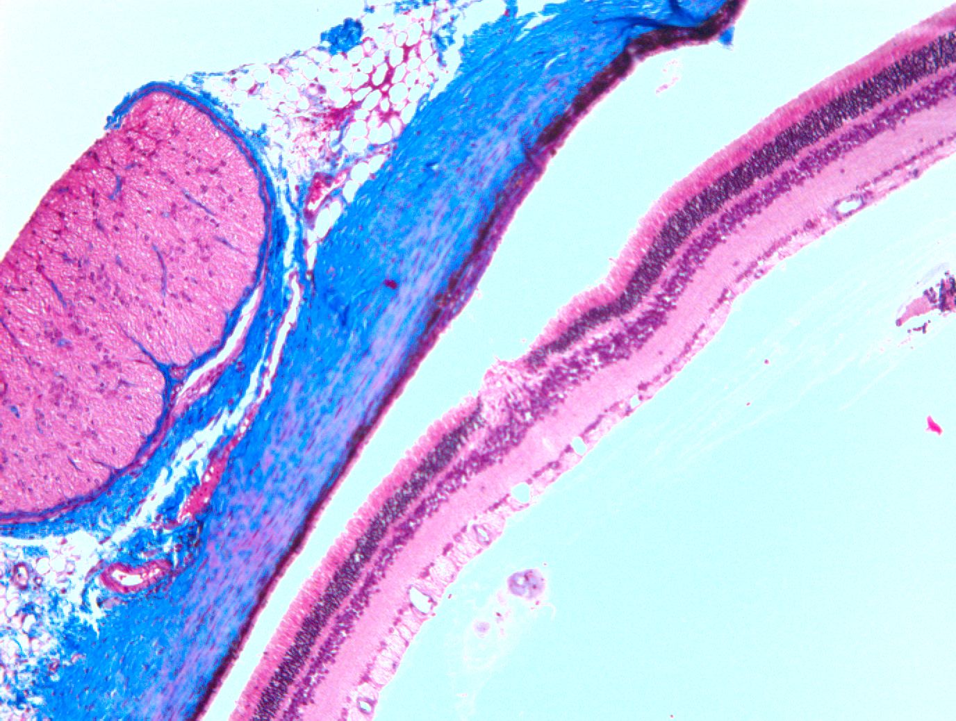 Ocular toxicology
