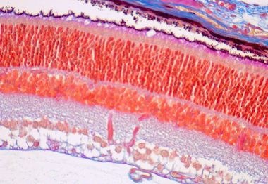 Ocular Histology